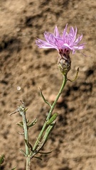 Centaurea jacea