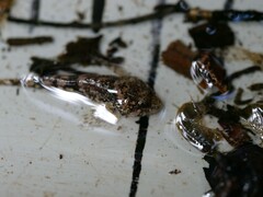 Cottus gobio