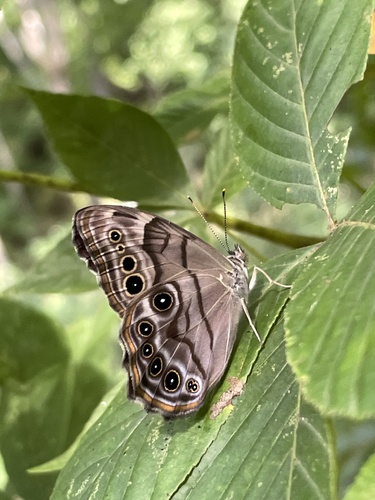 Northern Pearly-eye photo 5