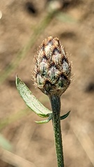 Centaurea jacea