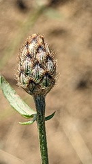 Centaurea jacea