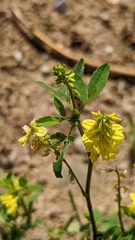 Melilotus officinalis