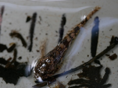 Cottus gobio