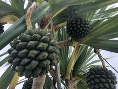Pandanus tectorius