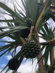 Pandanus tectorius