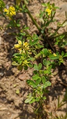 Melilotus officinalis
