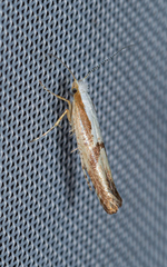 Argyresthia bonnetella