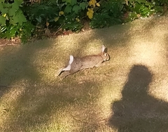 Oryctolagus cuniculus