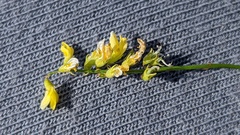 Melilotus officinalis