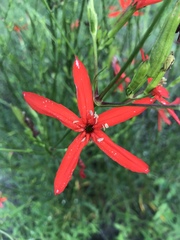 Silene subciliata