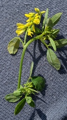 Melilotus officinalis