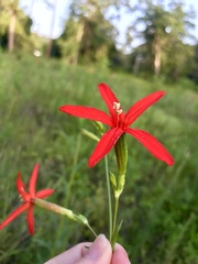 Silene subciliata