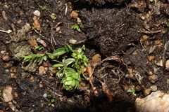 Stellaria umbellata