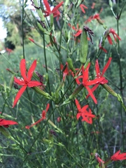 Silene subciliata