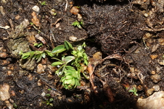 Stellaria umbellata