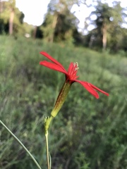 Silene subciliata