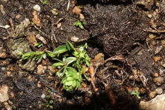 Stellaria umbellata