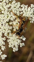 Polistes dominula