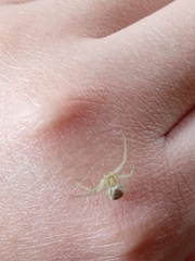 Misumenops