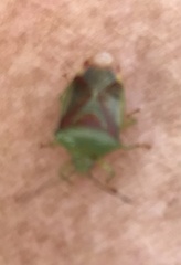 Elasmostethus interstinctus