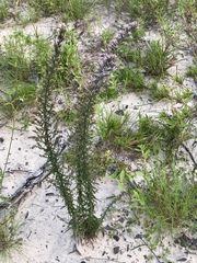 Liatris hesperelegans