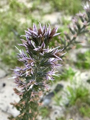 Liatris hesperelegans