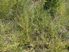 Thesium ramosum