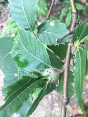 Dryocosmus kuriphilus