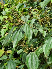 Miconia laevigata