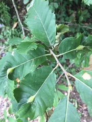 Dryocosmus kuriphilus