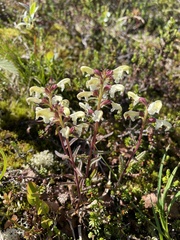 Pedicularis lapponica