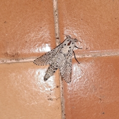 Polyphagozerra coffeae