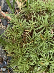 Leucolepis