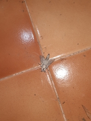 Polyphagozerra coffeae