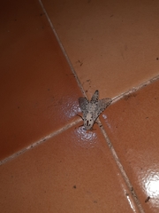 Polyphagozerra coffeae