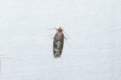 Zeiraphera canadensis