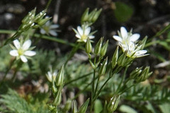 Minuartia rostrata