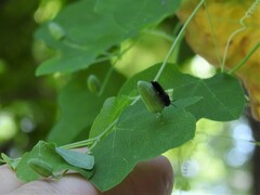 Protandrena passiflorae