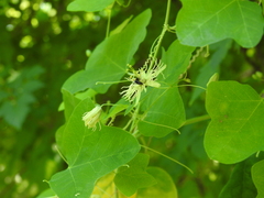 Protandrena passiflorae