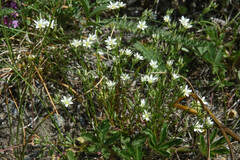 Minuartia rostrata