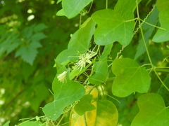 Protandrena passiflorae