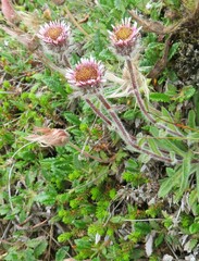 Erigeron eriocephalus