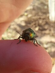 Cryptocephalus sericeus