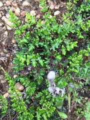 Cheilanthes hypoleuca