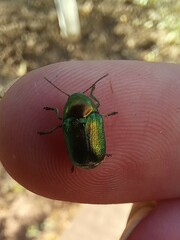 Cryptocephalus sericeus