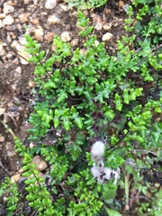 Cheilanthes hypoleuca