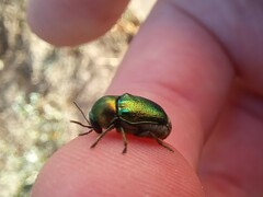 Cryptocephalus sericeus