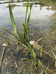 Sagittaria rigida
