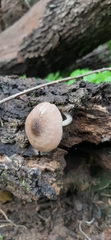Pluteus