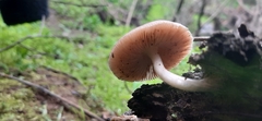 Pluteus